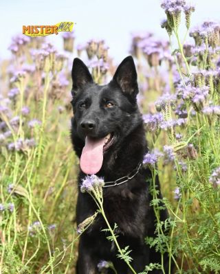 Víte, že pes nemusí jíst hodně, aby měl dostatek energie? 🍀🐾 Není důležité jen kolik toho pes sní – ale jak dobře to jeho...