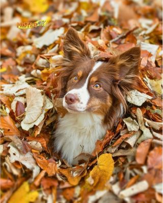 🍂 Podzim hraje všemi barvami… ale srst vašeho psa by mezi nimi být neměla. 🐾 S příchodem chladnějších dnů se mění nejen...