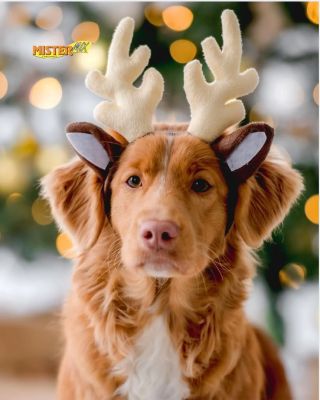 Vánoce jsou o klidu, pohodě a o tom, aby se měli dobře všichni členové rodiny, i ti čtyřnozí. A právě teď je ideální čas...