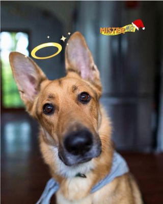 🎅 Dnes chodí Mikuláš, čert a anděl! Tak schválně… svatozář má váš pes proto, že je andílek? Nebo proto, že doufá, že se...