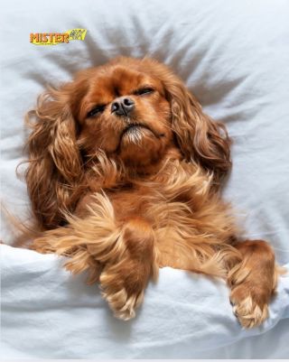 ✨ Přejeme vám krásný a klidný vstup do nového roku ✨ Ať je plný dlouhého vyspávání, měkkých peřinek, plných misek a...